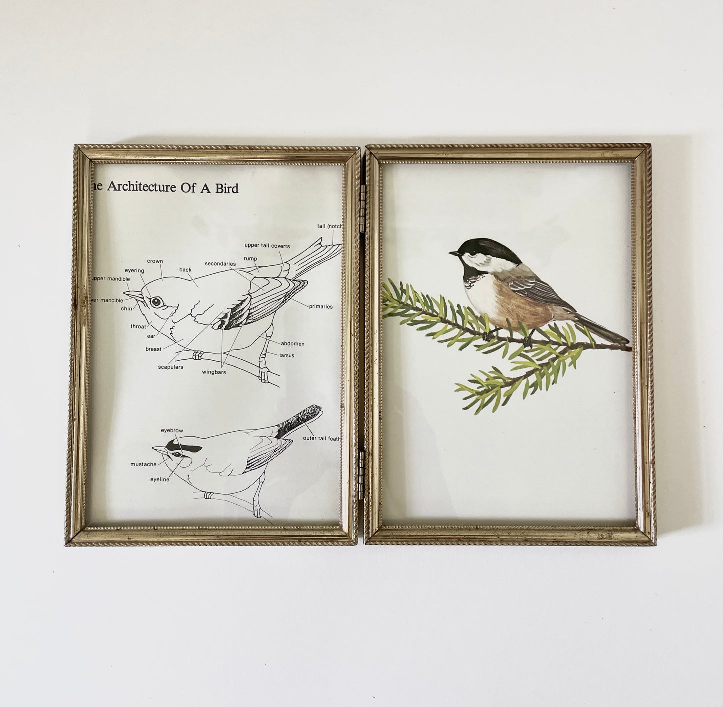 Chickadee Framed Bird Art