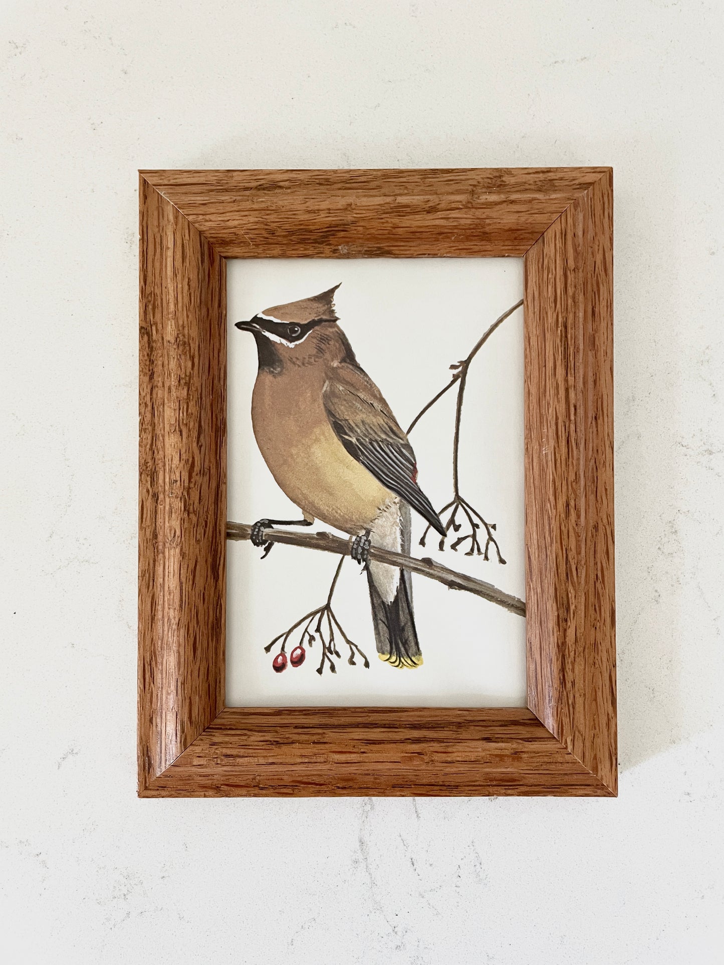 Framed Bird Artwork Pair