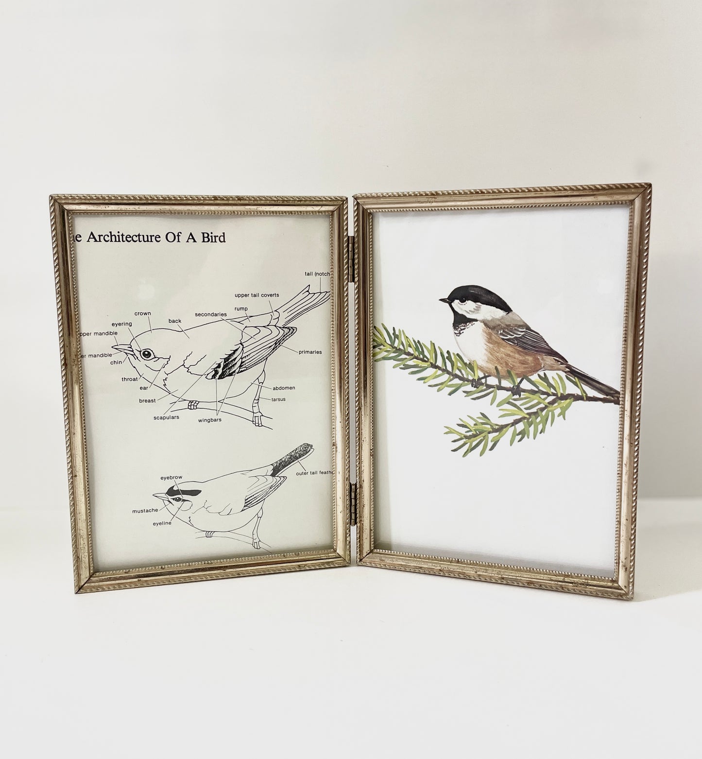 Chickadee Framed Bird Art